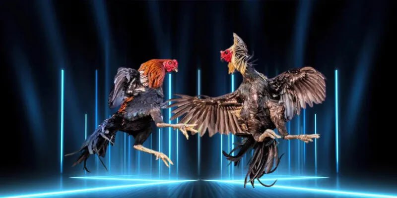 Đá Gà Cựa Dao – Sân Chơi Gay Cấn Bậc Nhất Tại say88